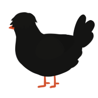 A black chicken