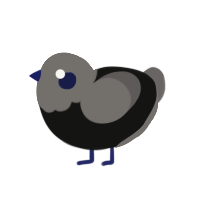 Fishy Chocolate, a black and grey chicken with a head pattern