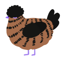 A brown and black chicken with a bar pattern