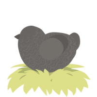 A grey chicken with a double-lace pattern