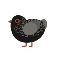 A sable and grey chicken with a half-lace pattern