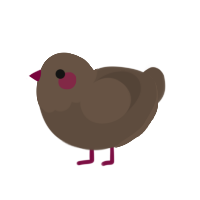 A bark chicken with a head pattern