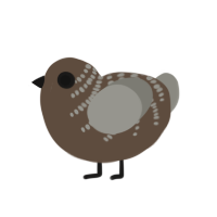 A bark and ash chicken with a half-bar pattern