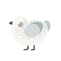 A white and silver chicken with a half-lace pattern