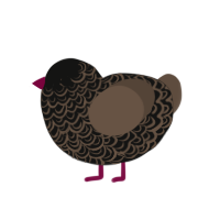 Black coffee, a black and bark chicken with a double-lace pattern