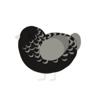 Charcoal, a sable and ash chicken with a half-lace pattern