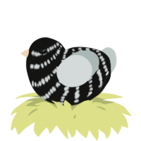 A black and silver chicken with a bar pattern