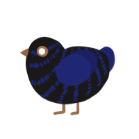 A sable and navy chicken with a bar pattern