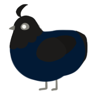 (unnamed), a tumblr and sable chicken with a head pattern