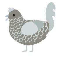 Custer, a ash and silver chicken with a lace pattern