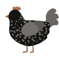 (unnamed), a black and grey chicken with a speckle pattern