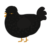 Blackbird, a black and sable chicken with a speckle pattern