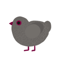 Lurker, a grey chicken with a double-lace pattern