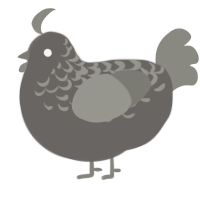 (unnamed), a grey and ash chicken with a half-lace pattern