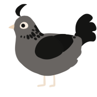 charcoal sketch, a grey and black chicken with a neck-speckle pattern