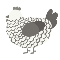 Stormcloud, a white and grey chicken with a lace pattern