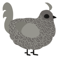 The fallen one, a grey and ash chicken with a double-lace pattern