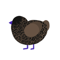 (unnamed), a black and bark chicken with a double-lace pattern