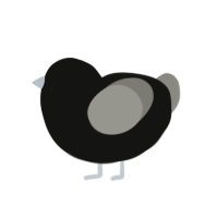 (unnamed), a black and ash chicken