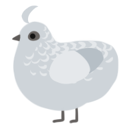 Ghost Bird, a mist chicken with a half-lace pattern