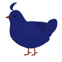 Clone, a navy chicken with a half-lace pattern