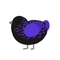 cehua, a sable and indigo chicken with a half-lace pattern