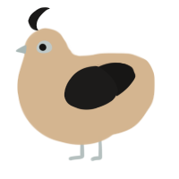 Sesame, a beige and sable chicken