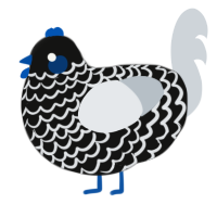 Blueberry, a black and mist chicken with a lace pattern