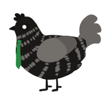 samble, a sable and grey chicken with a bar pattern