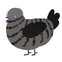 (unnamed), a grey and sable chicken with a bar pattern