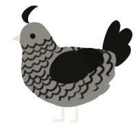 Black Lace, a ash and black chicken with a lace pattern