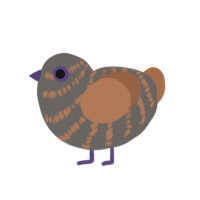 Non Normal Chicken, a grey and brown chicken with a bar pattern