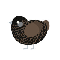 sniff sniff, a black and bark chicken with a lace pattern