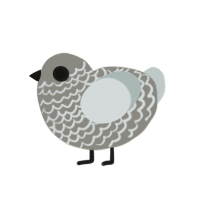 (unnamed), a ash and silver chicken with a lace pattern