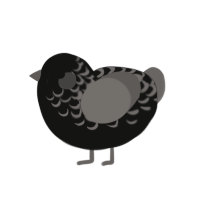 (unnamed), a black and grey chicken with a half-lace pattern