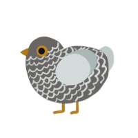 Blanche, a grey and silver chicken with a lace pattern