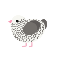 (unnamed), a white and grey chicken with a lace pattern