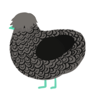 Menthe, a grey and black chicken with a double-lace pattern