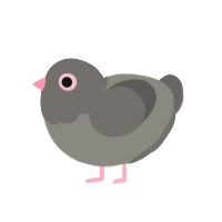 pidge, a ash and grey chicken with a head pattern