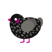 fuchaina, a black and grey chicken with a speckle pattern