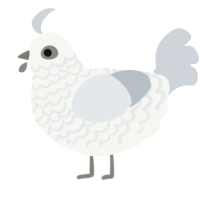 Spirit, a white and mist chicken with a lace pattern