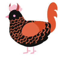 Devis, a black and vermilion chicken with a lace pattern