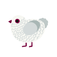 Richard, a white and silver chicken with a lace pattern