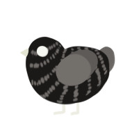 GRAY, a sable and grey chicken with a head pattern