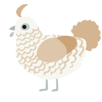 Reed, a white and beige chicken with a lace pattern