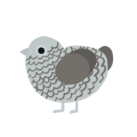 Storm, a silver and grey chicken with a lace pattern