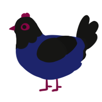 Indigo, a navy and black chicken with a head pattern