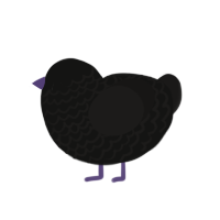 Claude, a black and sable chicken with a lace pattern