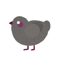 (unnamed), a grey chicken with a double-lace pattern