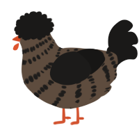 Joseph, a bark and sable chicken with a bar pattern